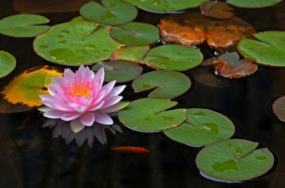 why is lotus the national flower of india
